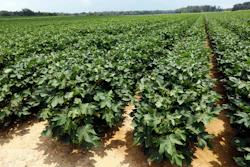 Young cotton plants at a farm in Bolton, Miss., July 13, 2018.