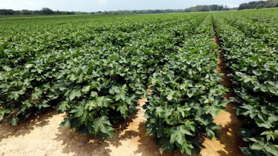 Young cotton plants at a farm in Bolton, Miss., July 13, 2018.