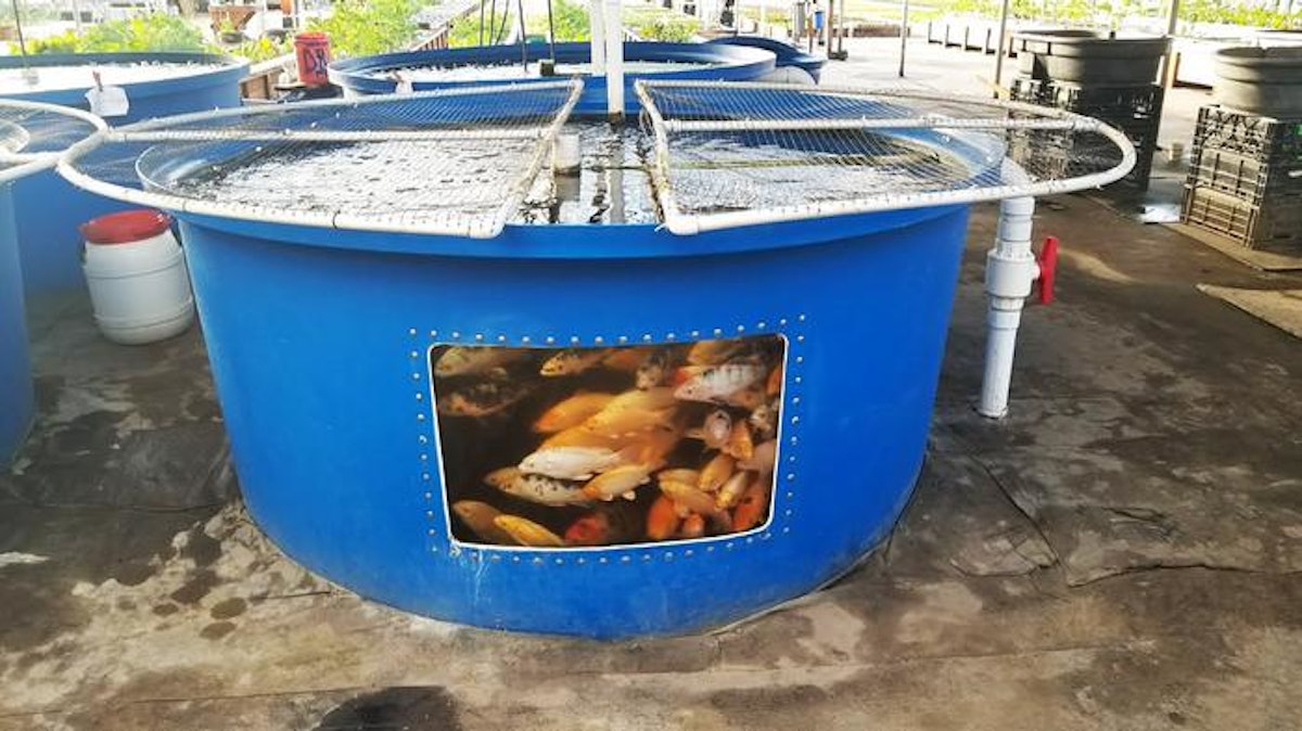 Small-scale aquaponic food production – Integrated fish and plant farming