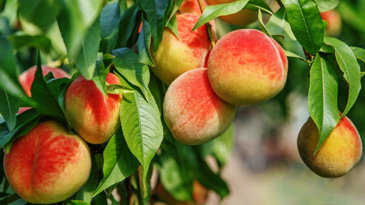 Georgia Peach Crops Are Having a Bad 2023 Thanks to Climate Change – Robb  Report