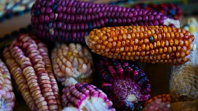 Heirloom corn at Jesus Vargas' farm, Ixtenco, Mexico, June 15, 2023.