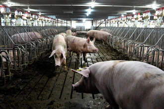 Sows move freely inside a breeding area at farm in Walsh, Ill., June 29, 2023.