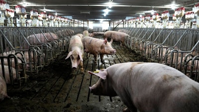 Sows move freely inside a breeding area at farm in Walsh, Ill., June 29, 2023.