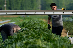 Pedro Murrieta Baltazar, right, and Pedro Murrieta, left, pick yellow squash at a farm in Waverly, Ohio, July 7, 2023.