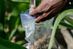 Jude Addo-Chidie, a Ph.D. student in agronomy at Purdue University, places a soil sample into a bag for lab analysis, Butlerville, Ind., July 12, 2023.