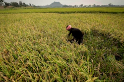 A farmer harvests rice in a paddy field on the outskirts of Guwahati, India, June 6, 2023.