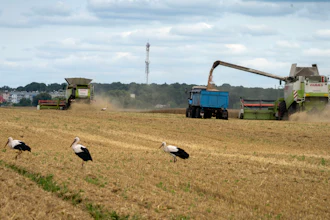 Storks walk in front of harvesters in a wheat field in the village of Zghurivka, Ukraine, Aug. 9, 2022.