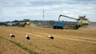 Storks walk in front of harvesters in a wheat field in the village of Zghurivka, Ukraine, Aug. 9, 2022.