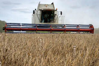 A harvester collects wheat at a farm in Zghurivka, Ukraine, Aug. 9, 2022.