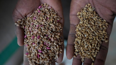A man displays imported and local grain in Dawanau International Market, Kano Nigeria, July 14, 2023.