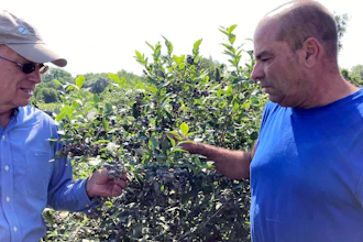 U.S. Sen. Peter Welch, left, and farmer Paul Mazza inspect blueberry bushes damaged by severe flooding, Essex Junction, Vt., July 24, 2023.