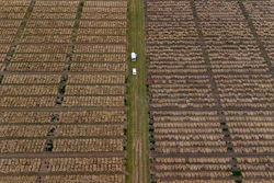 Cars are parked at grain breeding fields near Wernigerode, Germany, July 25, 2023.