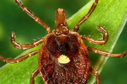 Undated photo of a female Lone Star tick.