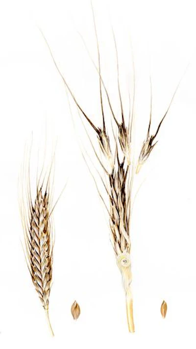 Painting of Triticum monococcum showing the domesticated (left) and wild (right) einkorn wheat spikes.