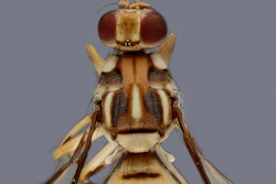 Undated photo of a Tau fruit fly.