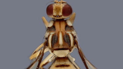 Undated photo of a Tau fruit fly.