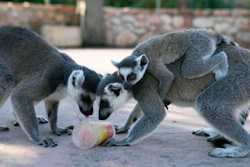 Ring-tailed lemurs lick a fruit popsicle at the Attica Zoological Park, Spata, Greece, Aug. 4, 2023.