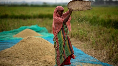 A farmer works in a rice paddy field near Guwahati, India, June 6, 2023.