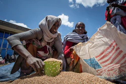 A woman scoops up wheat distributed by the Relief Society of Tigray, Agula, Ethiopia, May 8, 2021.