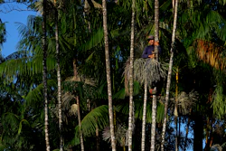 Alcindo Farias Junior climbs a tree to extract acai fruit, Vila de Sao Pedro, Brazil, Sept. 11, 2022.