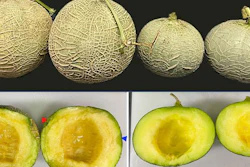 Melon fruits 14 days after harvest, stored at 25°C.