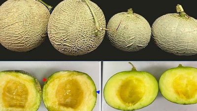 Melon fruits 14 days after harvest, stored at 25°C.