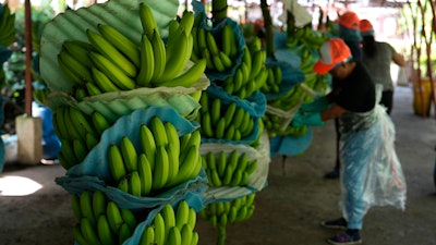 A farm worker cuts recently harvested bananas, Los Rios, Ecuador, Aug. 15, 2023.