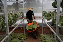 Miguel Garcia pushes a wheelbarrow filled with nopales, San Francisco Tepeyacac, Mexico, Aug. 24, 2023.
