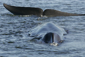 A fin whale off the coast of Vejle, Denmark, June 16, 2010.