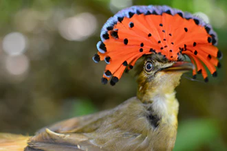 A royal flycatcher bird, Las Cruces Biological Station, Coto Brus, Costa Rica, March 2018.