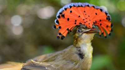 A royal flycatcher bird, Las Cruces Biological Station, Coto Brus, Costa Rica, March 2018.