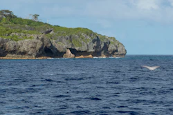 The tail of a humpback whale breaks the water in Niue in a 2018 photo.