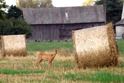 A deer stands by hay bales in a field in Czosnow, Poland, Sept.18, 2023.