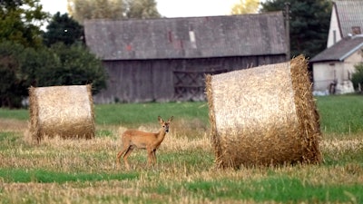A deer stands by hay bales in a field in Czosnow, Poland, Sept.18, 2023.