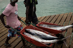 Fishermen carry tuna in Santa Maria, island of Sal, Cape Verde, Friday, Aug. 25, 2023. This year’s marine heat waves and spiking ocean temperatures foretell big changes in the future for some of the largest fish in the sea, such as sharks, tunas and swordfish.