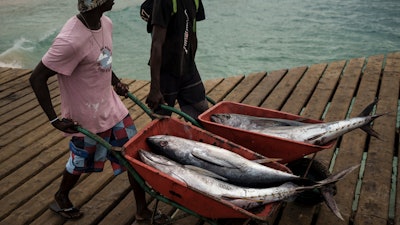 Fishermen carry tuna in Santa Maria, island of Sal, Cape Verde, Friday, Aug. 25, 2023. This year’s marine heat waves and spiking ocean temperatures foretell big changes in the future for some of the largest fish in the sea, such as sharks, tunas and swordfish.
