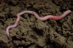 Low Res Earthworm In Soil