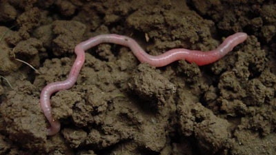 Low Res Earthworm In Soil