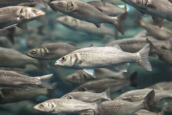 Seafood In Tank I Stock 464971313