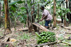 A farmer cuts down a banana plant at her farm in Kiwenda village, Uganda, Sept. 20, 2023.
