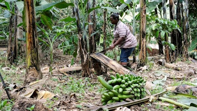 A farmer cuts down a banana plant at her farm in Kiwenda village, Uganda, Sept. 20, 2023.