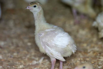 A turkey on a farm near Manson, Iowa, Aug. 10, 2015.