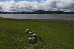 Cattle graze next to the Victoria reservoir, Oct. 10, 2023.