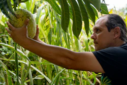 Hokuao Pellegrino picks a fruit off a breadfruit tree at Noho'ana Farm, Waikapu, Hawaii, Oct. 10, 2023.