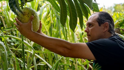 Hokuao Pellegrino picks a fruit off a breadfruit tree at Noho'ana Farm, Waikapu, Hawaii, Oct. 10, 2023.