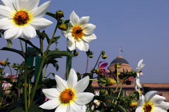 Bees hover over flowers at the Mughal gardens, New Delhi, India, Feb. 11, 2021.