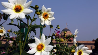 Bees hover over flowers at the Mughal gardens, New Delhi, India, Feb. 11, 2021.