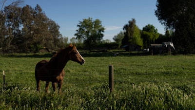 A horse, Lemoore, Calif., April 20, 2023.