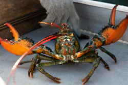 A lobster rears its claws after being caught off Spruce Head, Maine, Aug. 31, 2021.