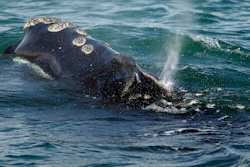 A North Atlantic right whale off the coast of Plymouth, Mass., March 28, 2018.